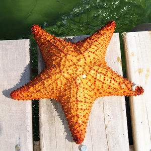 Meet your Posher, Midori